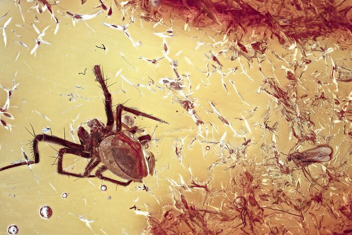 Fossil Spider (Araneae) & True Midge (Chironomidae) In Baltic Amber #367505